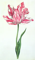 Tulipan, ca. 1675